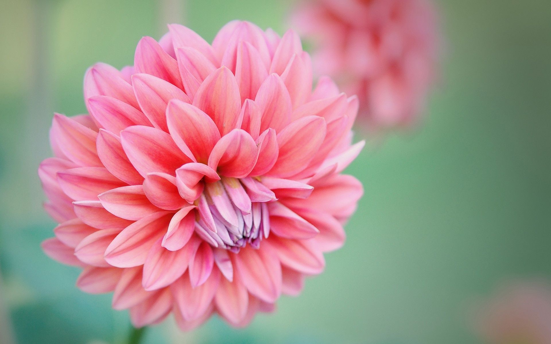 Dahlia Wallpaper Hd- WallpaperUse