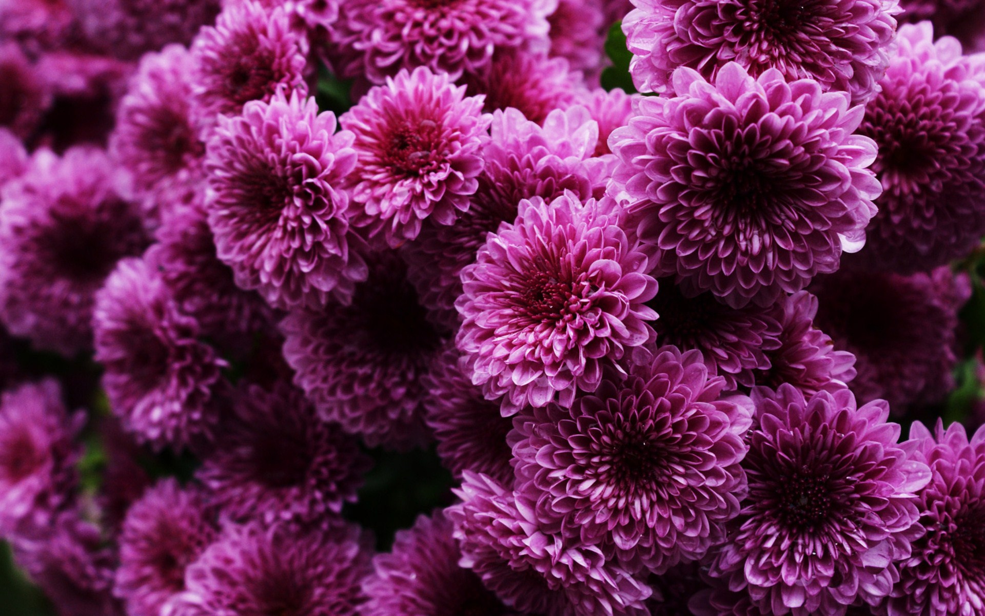 菊の壁紙,花,紫の,菊,工場,開花植物