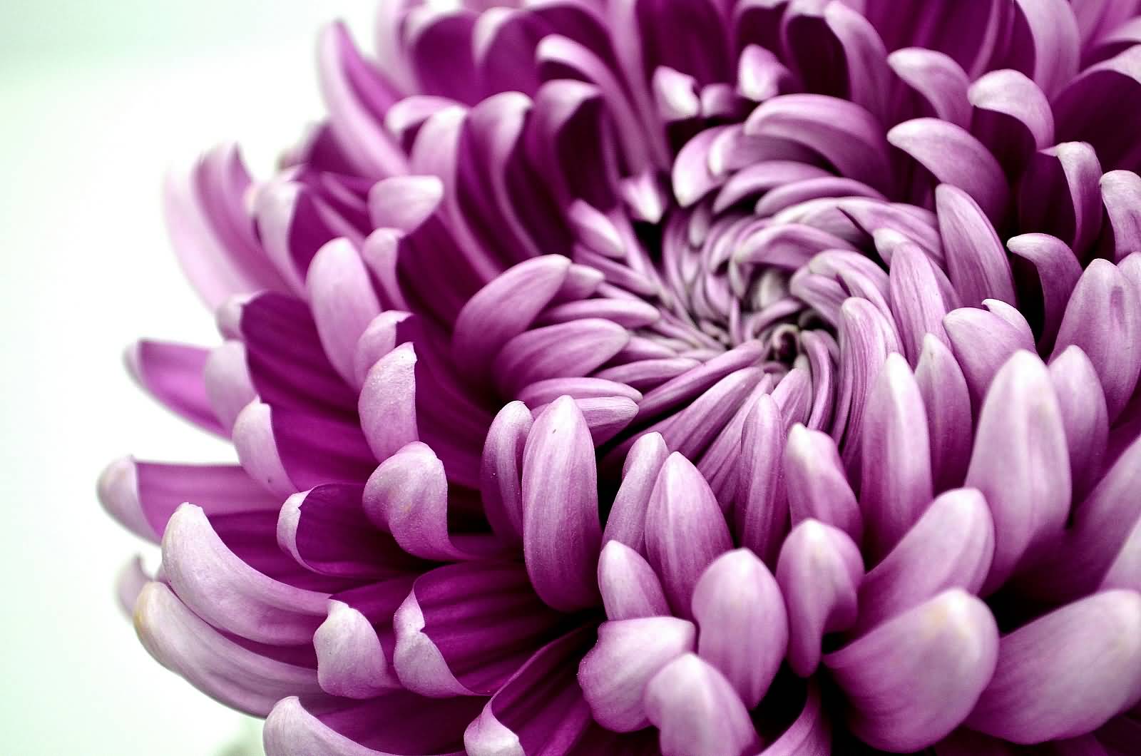 chrysanthemum wallpaper,flower,flowering plant,petal,purple,violet