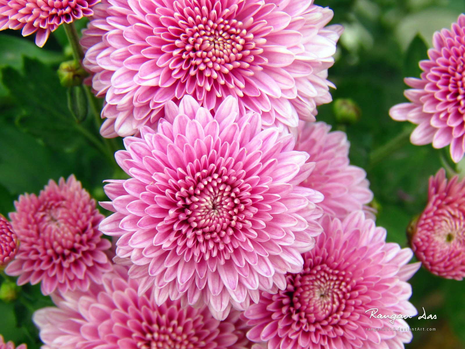chrysanthemum wallpaper,flower,flowering plant,plant,chrysanths,pink