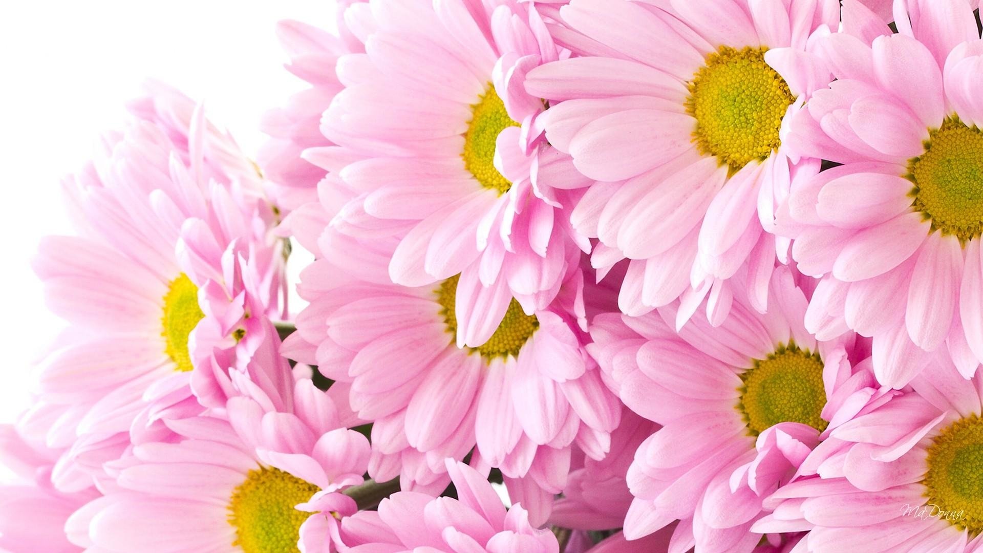 fondo de pantalla de crisantemo,flor,planta floreciendo,pétalo,rosado,gerbera