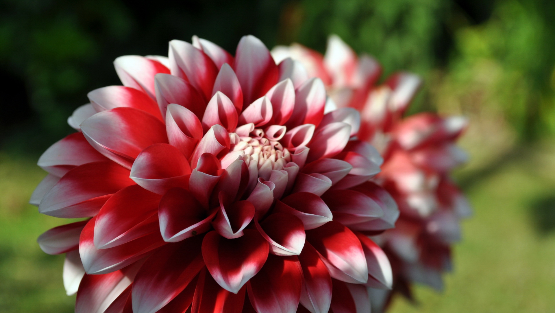 papier peint chrysanthème,fleur,plante à fleurs,plante,pétale,dahlia