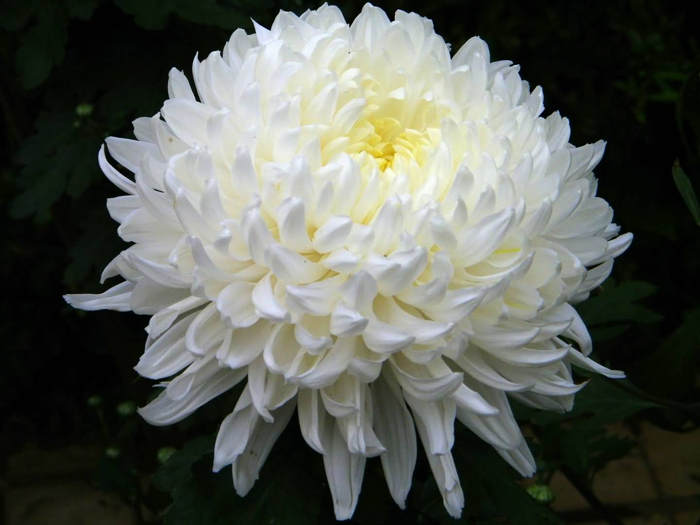 papier peint chrysanthème,fleur,plante à fleurs,blanc,pétale,plante