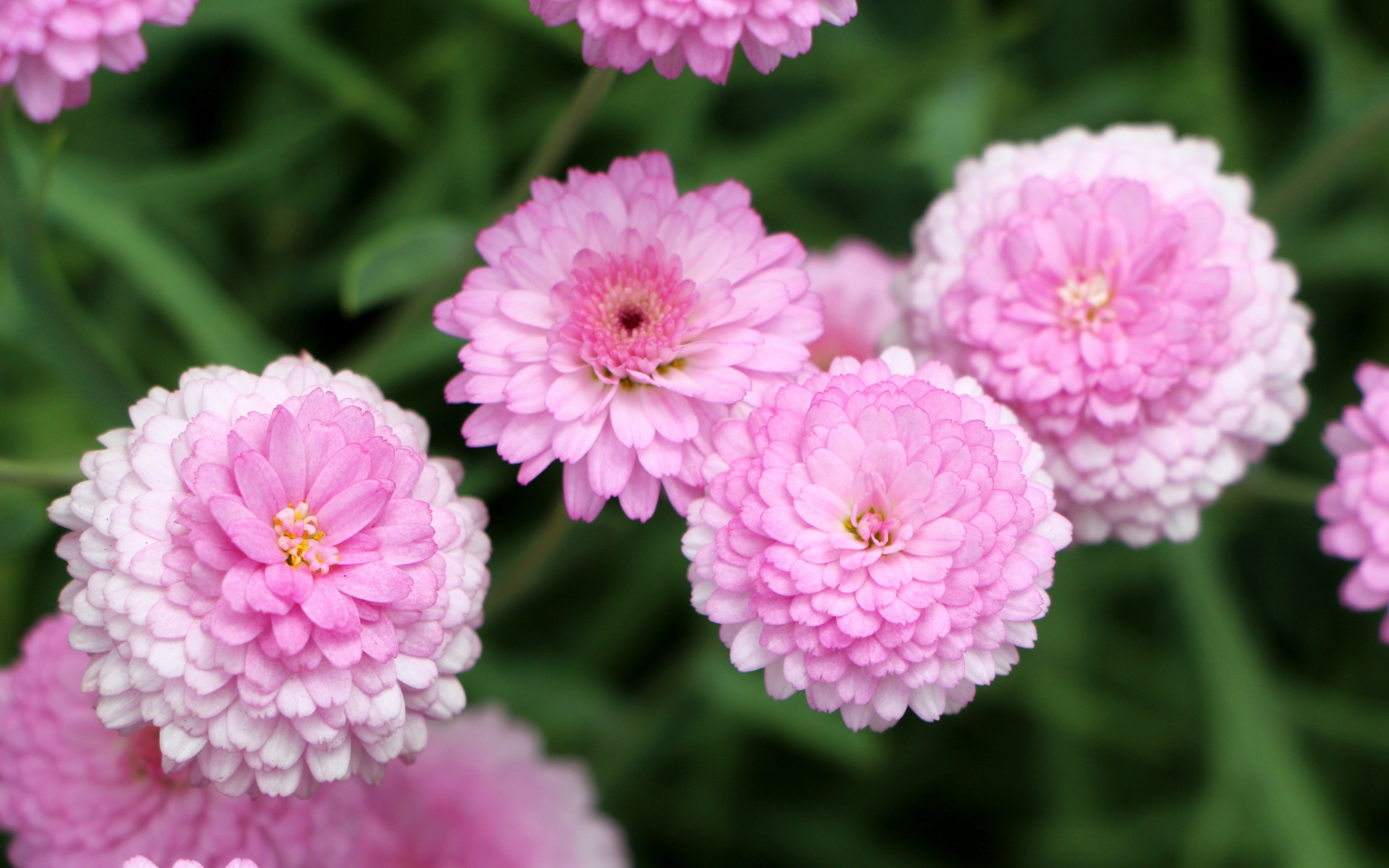 Chrysanthemum Hd Images Download- WallpaperUse