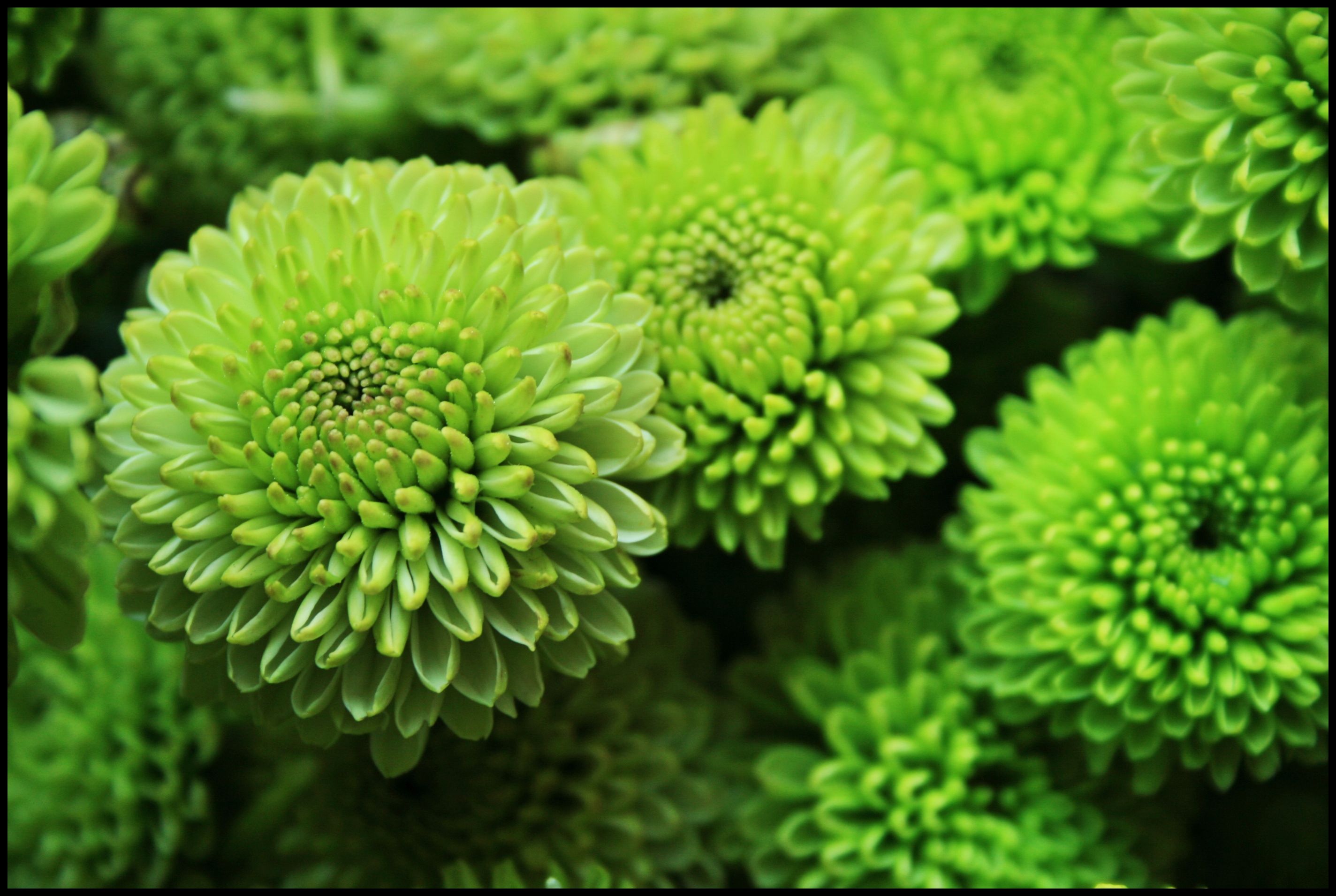 fondo de pantalla de crisantemo,verde,flor,planta,crisantemos,planta