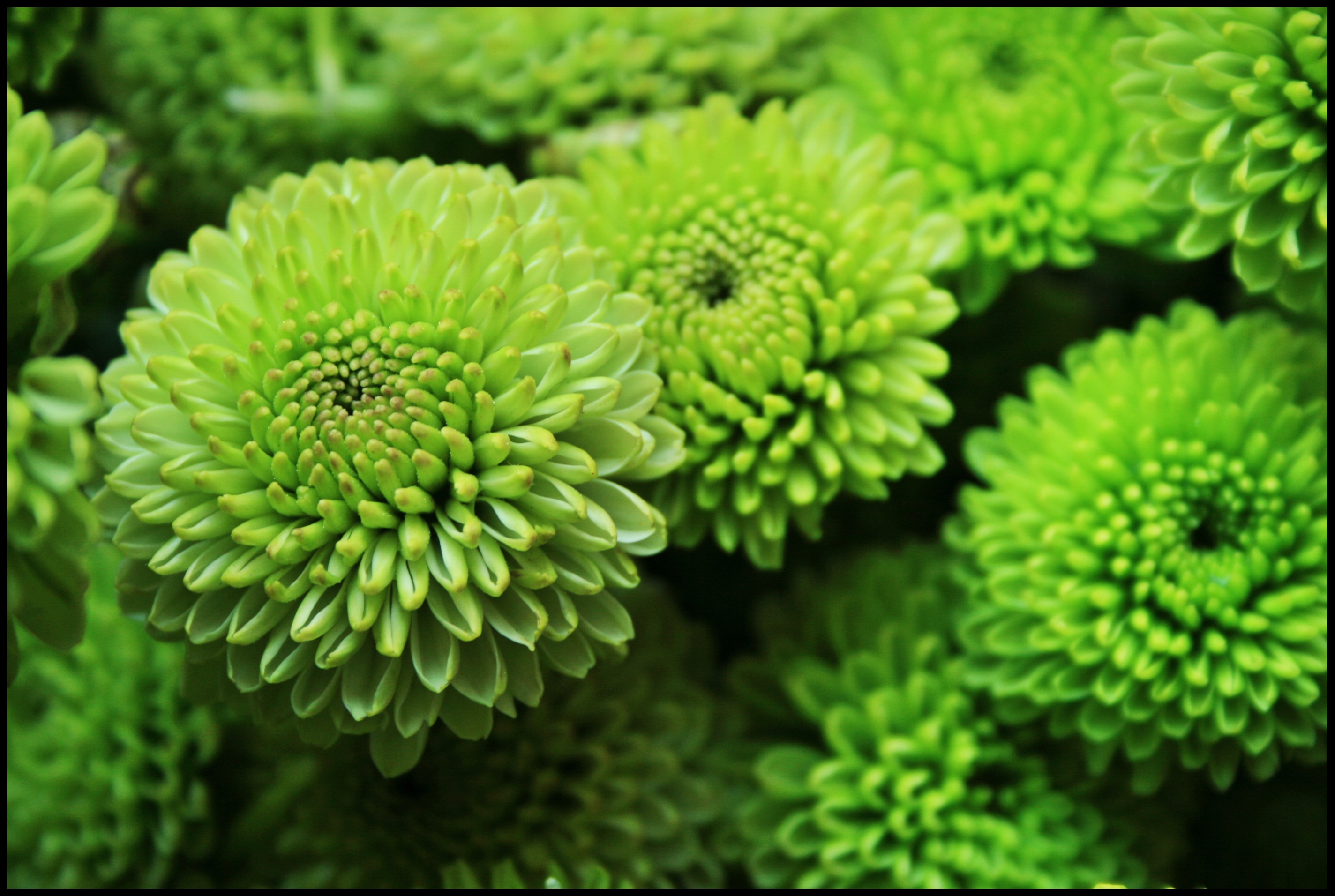 fondo de pantalla de crisantemo,verde,flor,planta,crisantemos,planta floreciendo