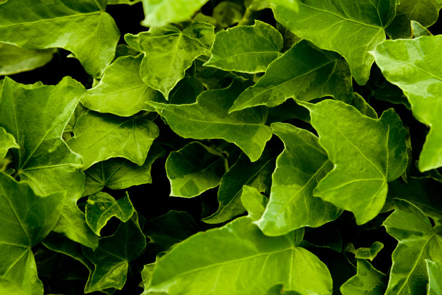 ivy wallpaper,leaf,flower,plant,flowering plant,ivy (#592660