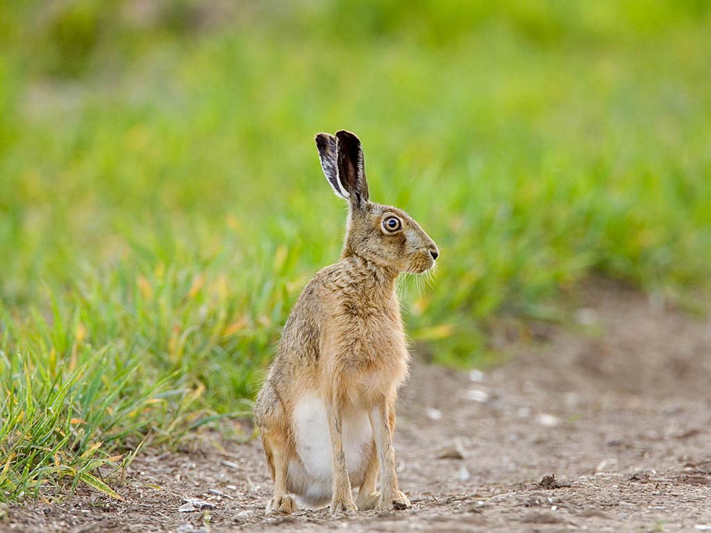 Free Hare Wallpaper Wallpapers And Background - Free Hare- WallpaperUse