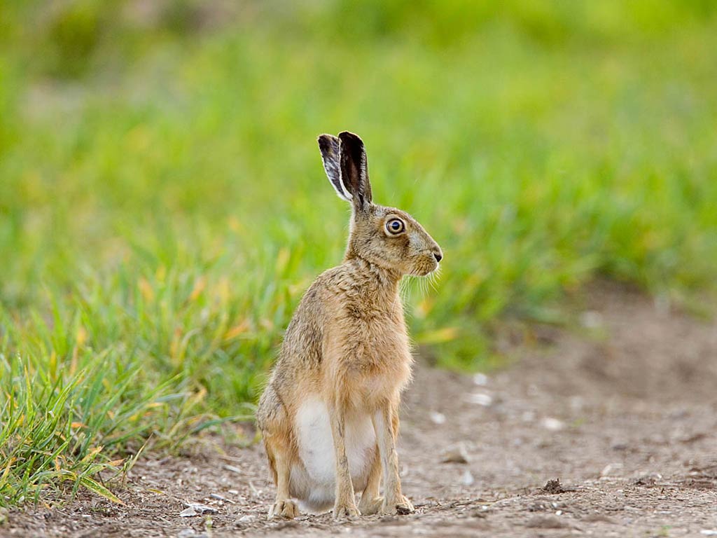 hare wallpaper,mammal,vertebrate,hare,mountain cottontail,rabbits and hares