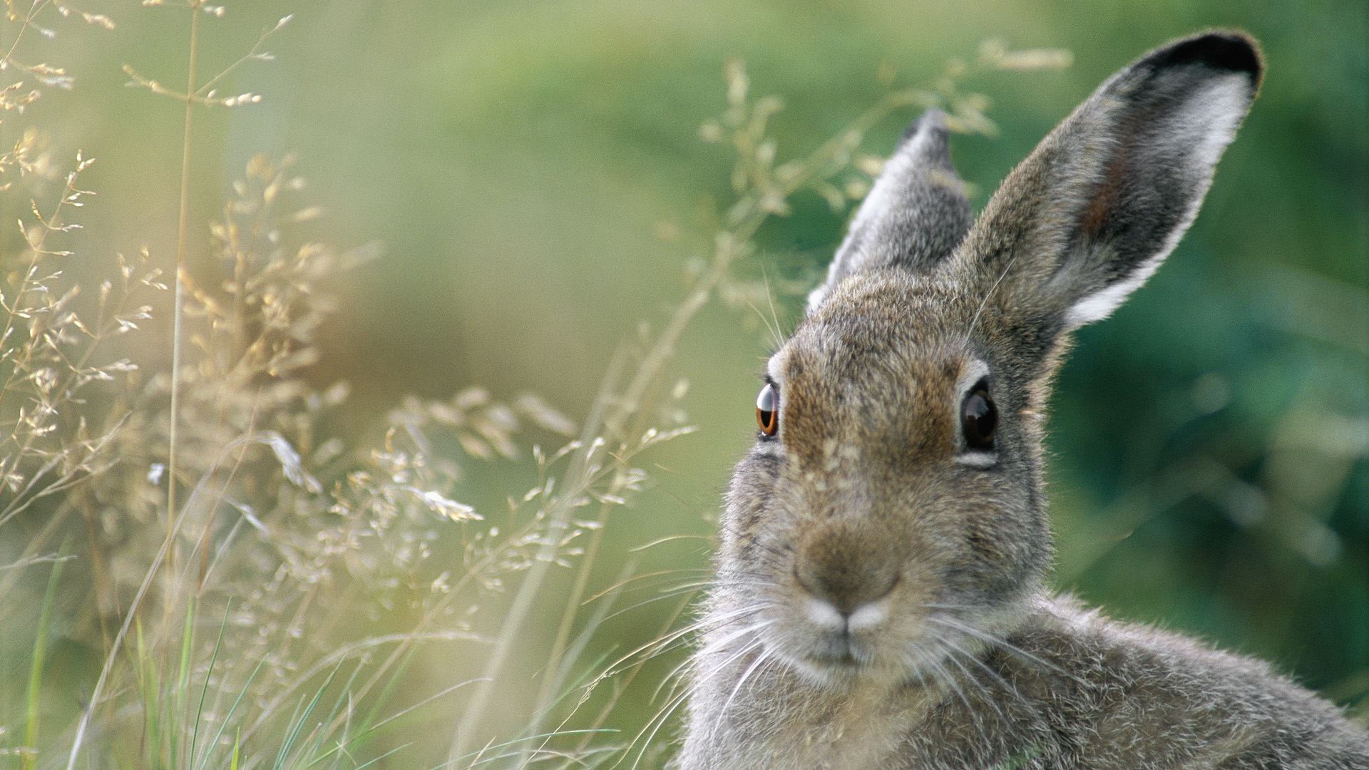 carta da parati lepre,lepre,coniglio,conigli e lepri,coniglio domestico,natura