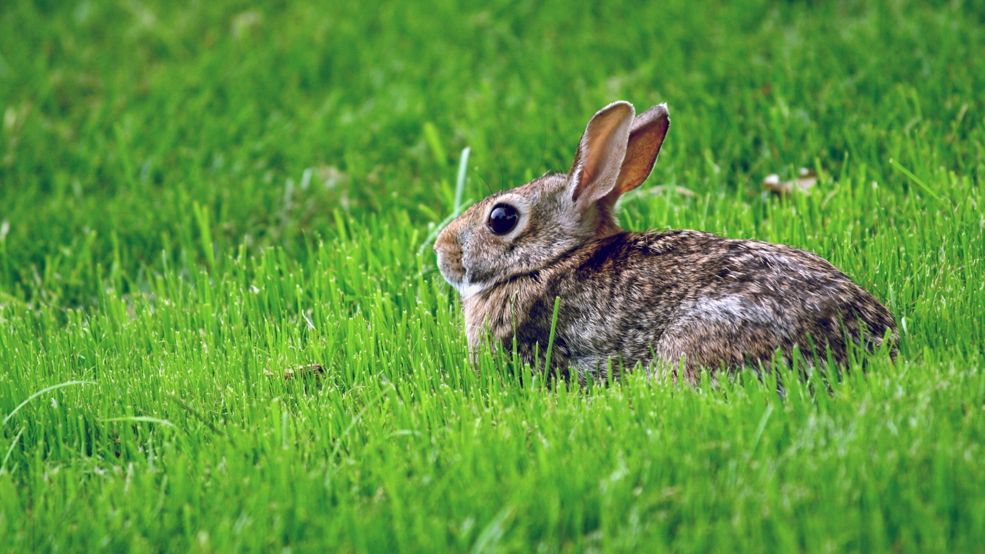 hare wallpaper,rabbit,domestic rabbit,vertebrate,rabbits and hares,hare