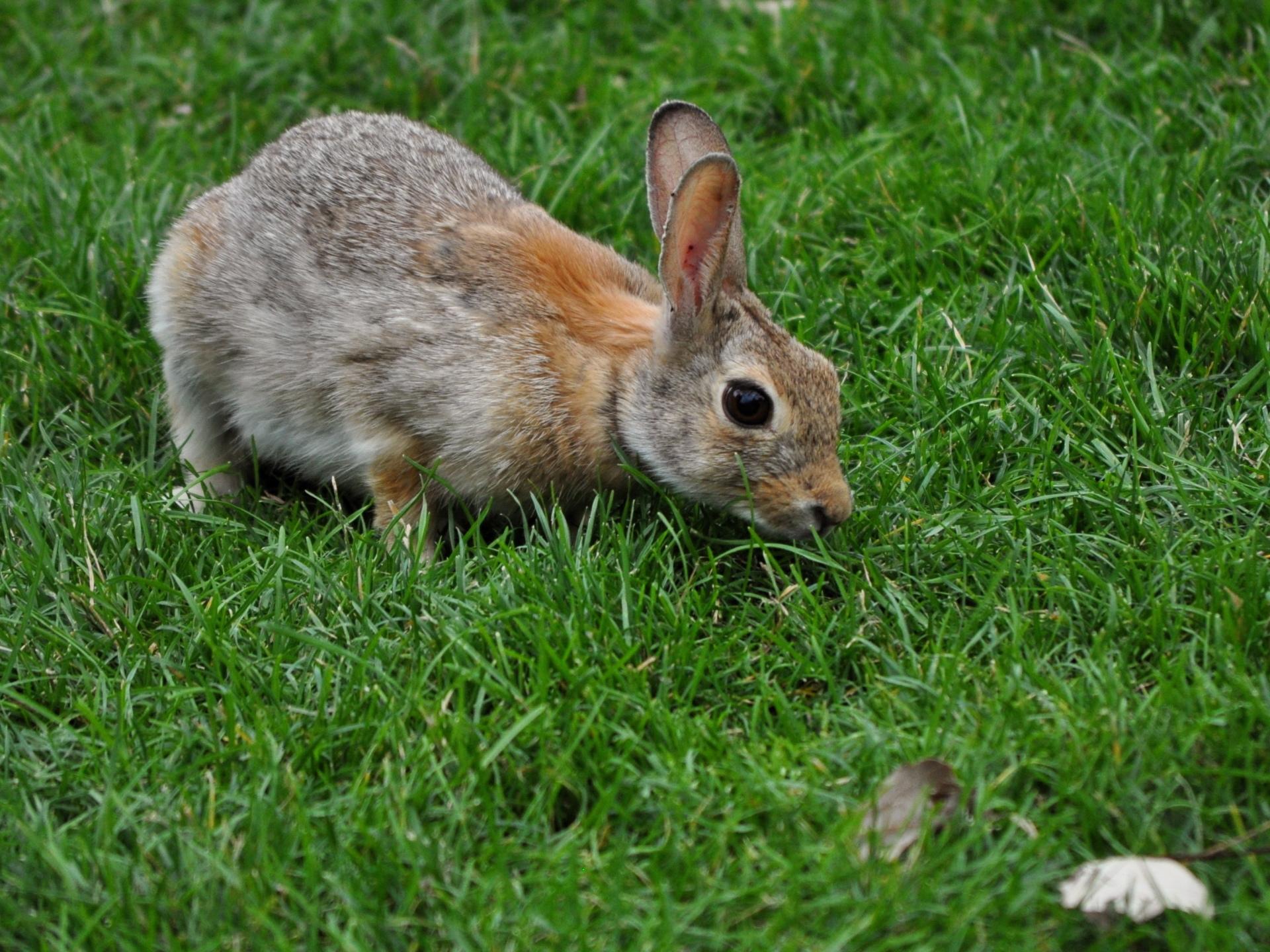 hare wallpaper,rabbit,mammal,domestic rabbit,vertebrate,rabbits and hares