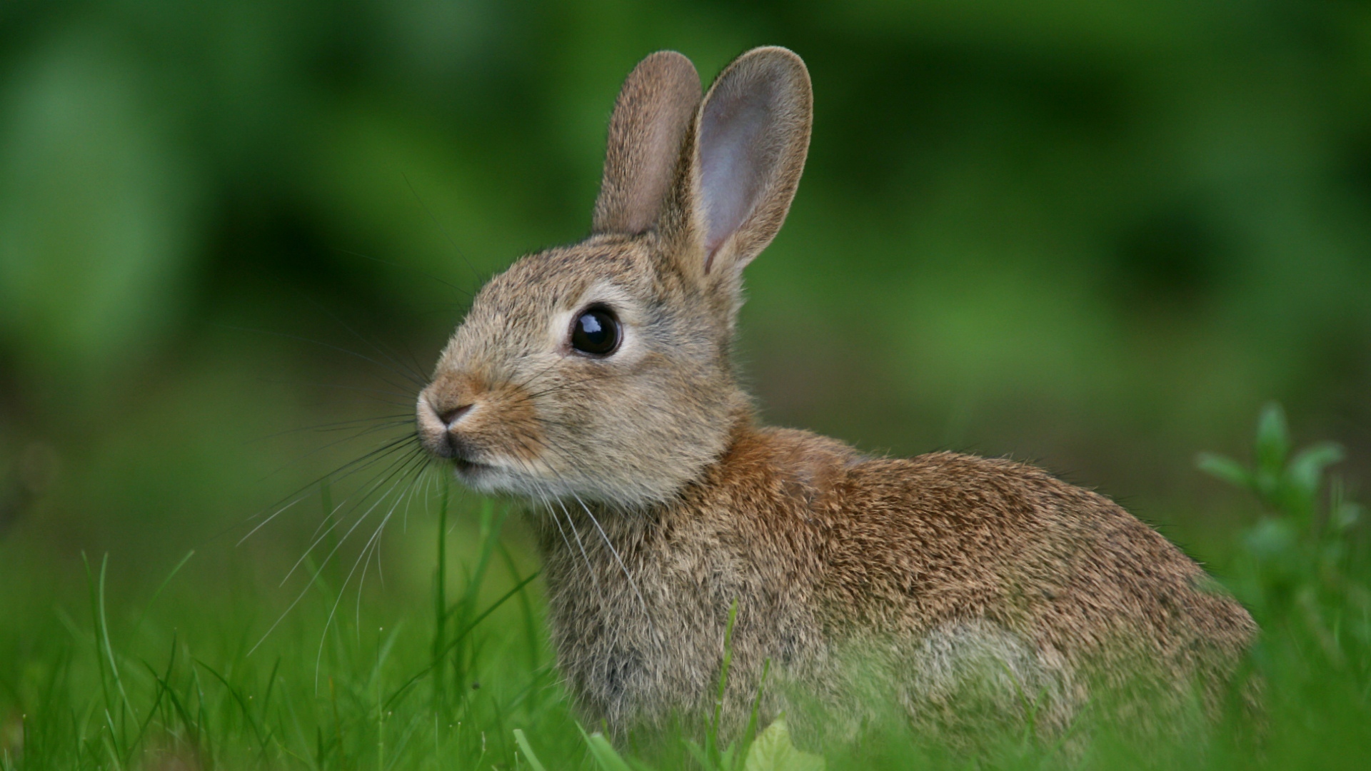 hare wallpaper,rabbit,mammal,domestic rabbit,vertebrate,rabbits and hares