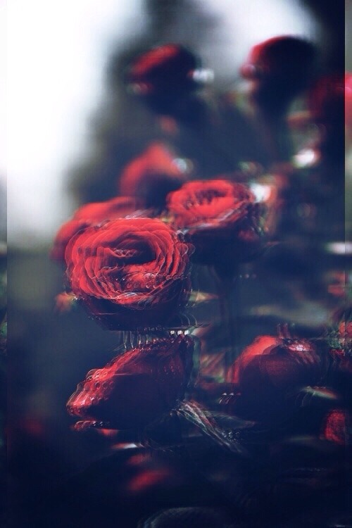 love tumblr wallpaper,red,sky,rose,garden roses,petal