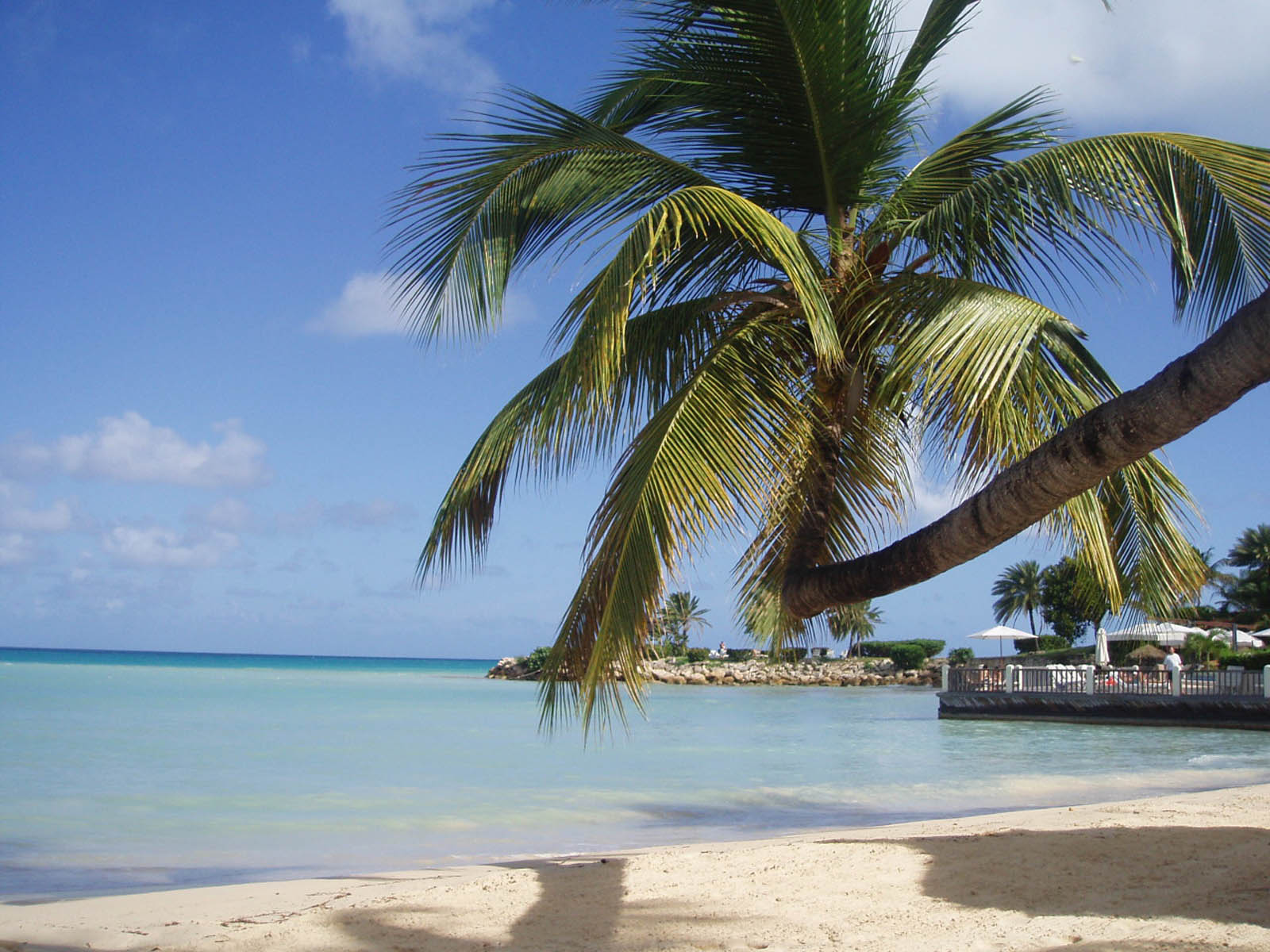 sfondo del desktop di palma,albero,palma,caraibico,vacanza,riva