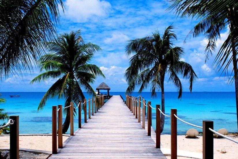 sfondo del desktop di palma,natura,albero,oceano,palma,cielo