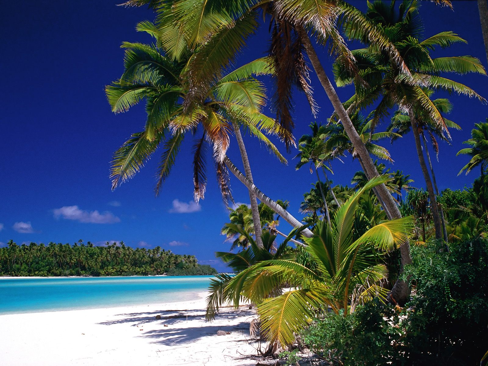 palm tree desktop wallpaper,tropics,nature,tree,natural landscape,palm tree