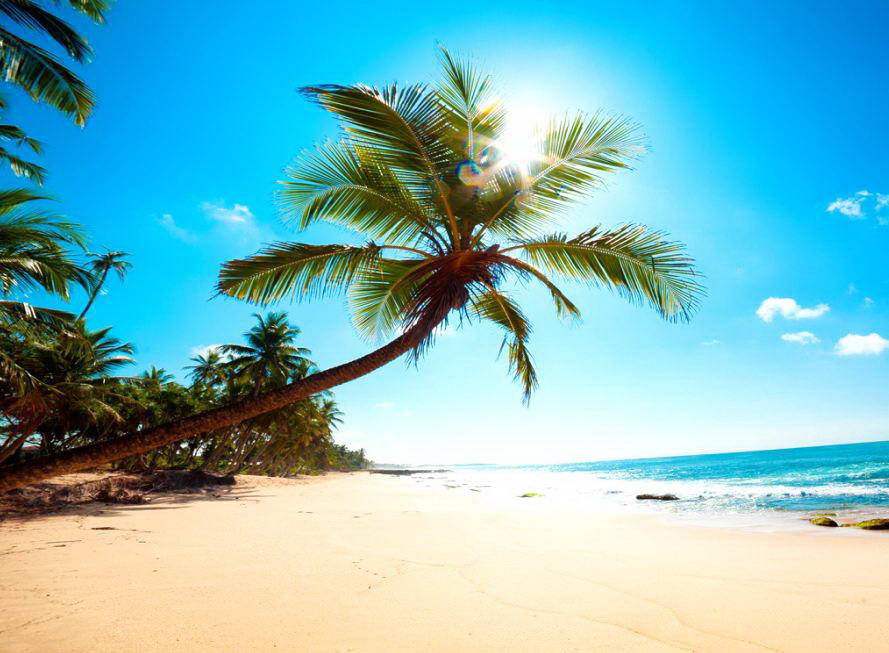 sfondo del desktop di palma,albero,natura,cielo,spiaggia,palma