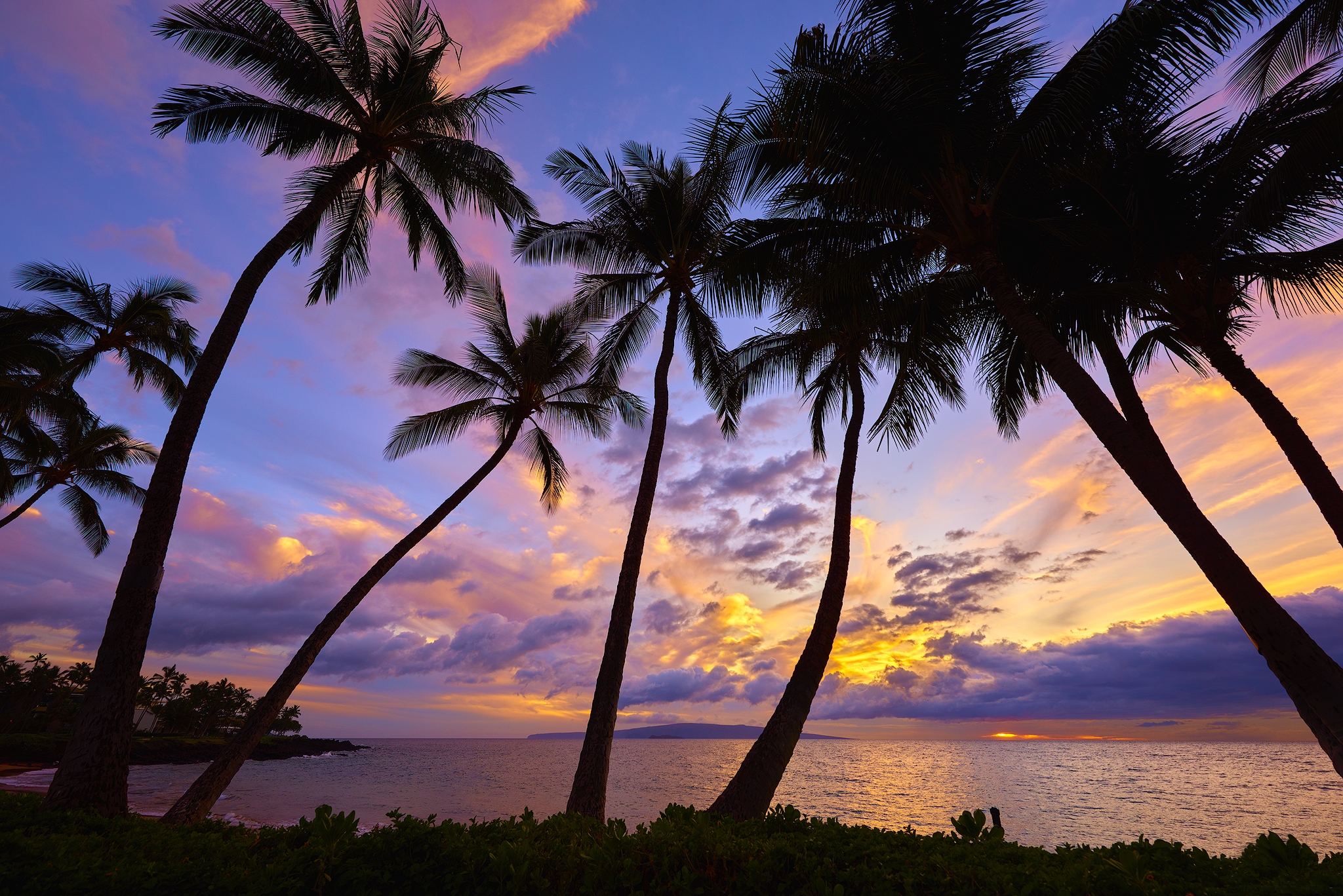 palme desktop hintergrund,himmel,baum,natur,palme,sonnenuntergang