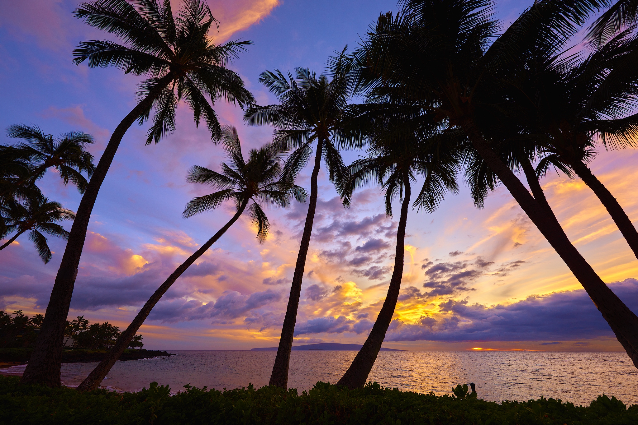 palmera fondos de escritorio,cielo,árbol,naturaleza,palmera,puesta de sol