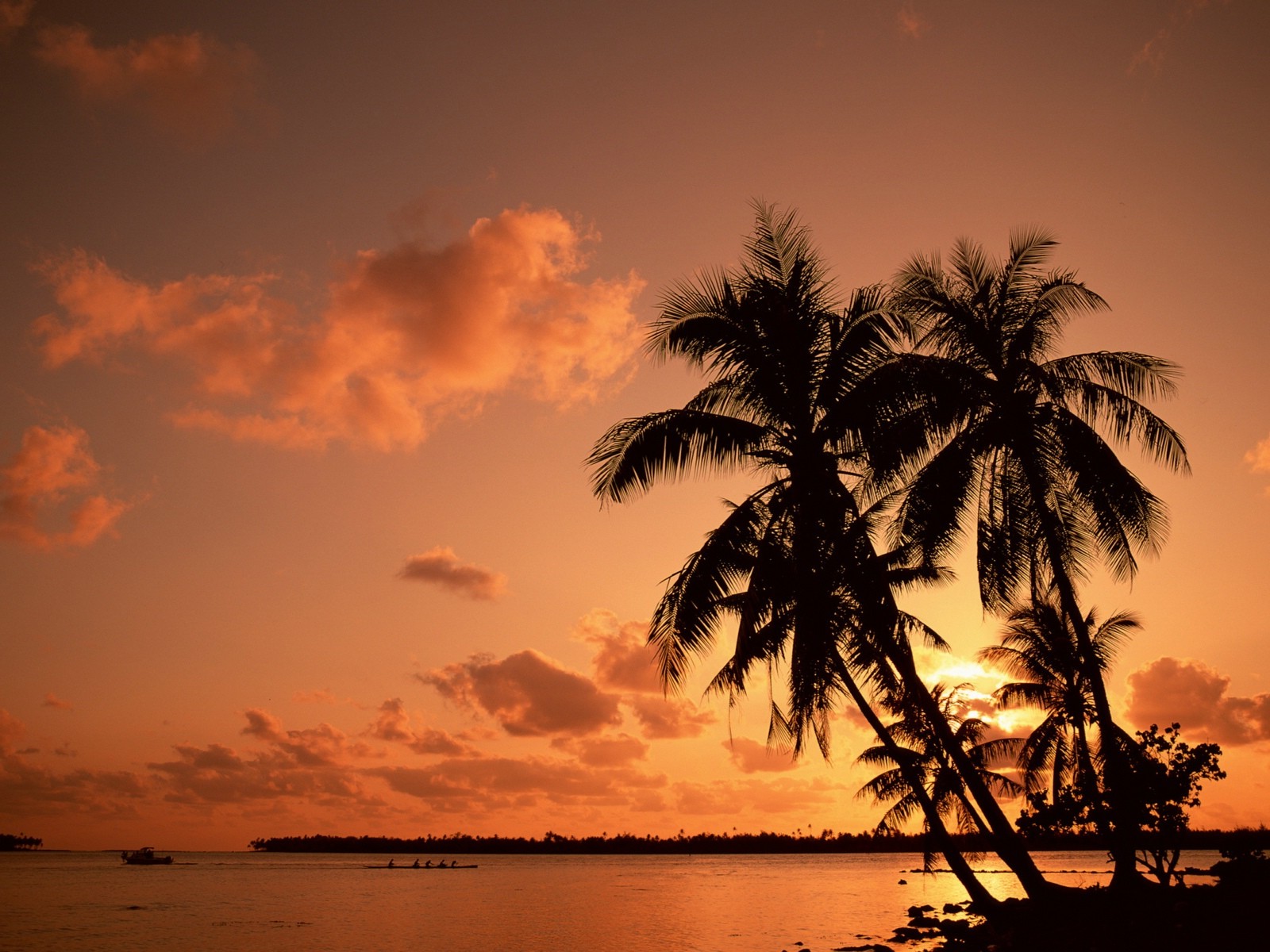 palm tree desktop wallpaper,sky,afterglow,sunset,nature,tree