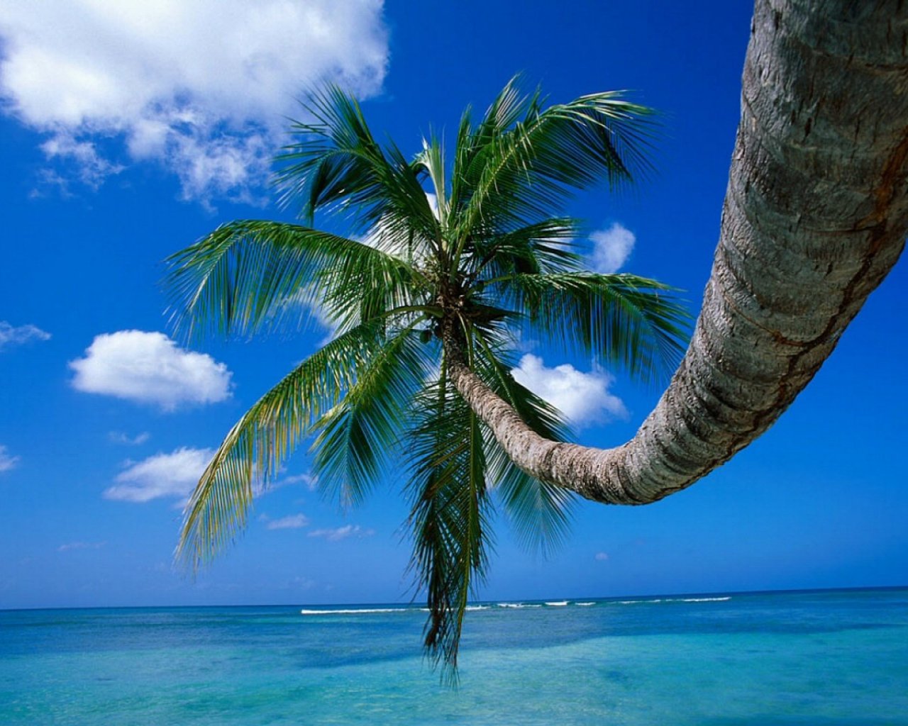 palm tree desktop wallpaper,tropics,nature,sky,tree,palm tree