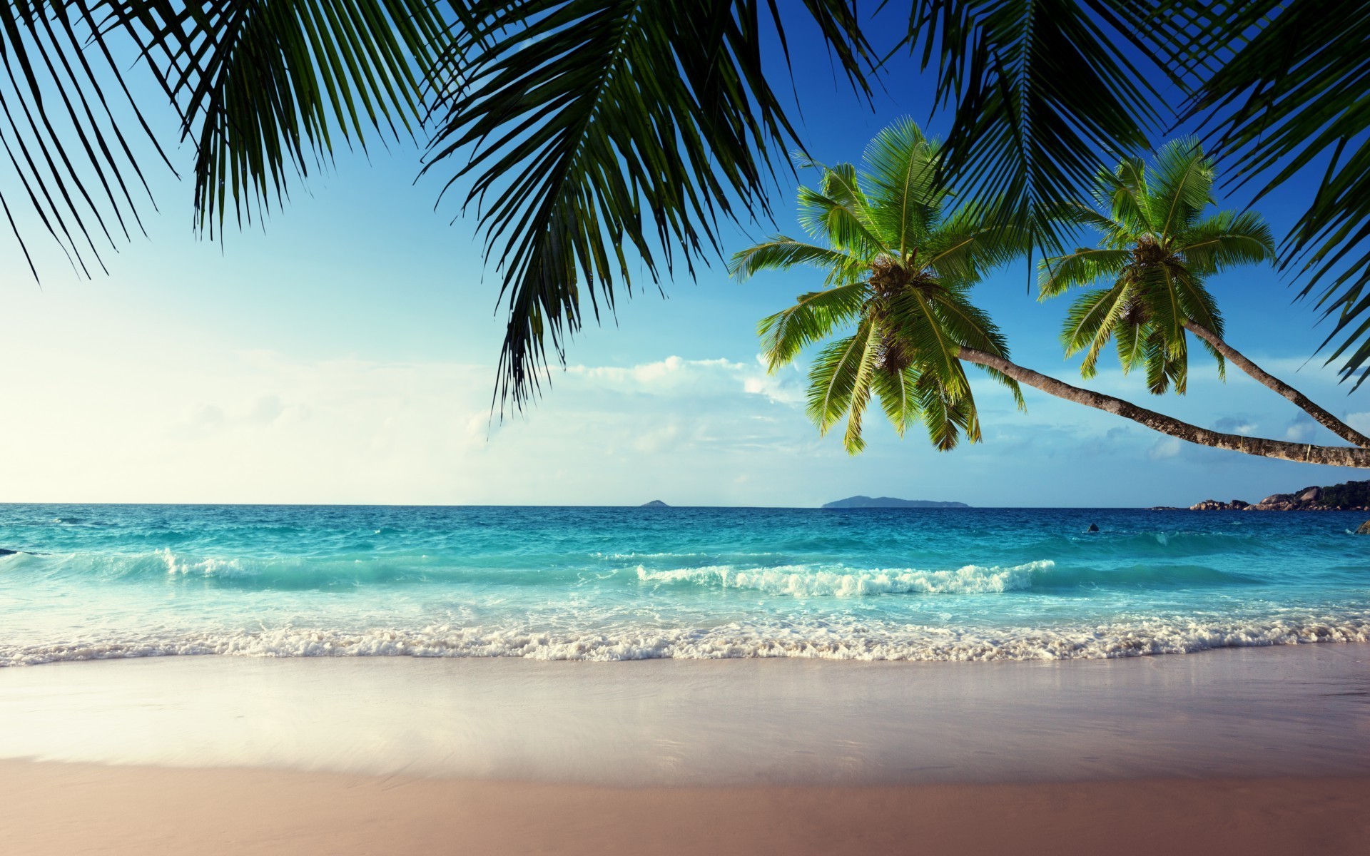palm tree desktop wallpaper,body of water,tree,nature,sky,tropics