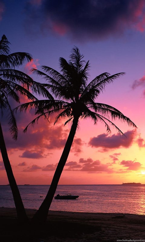 sfondo del desktop di palma,cielo,natura,albero,orizzonte,palma