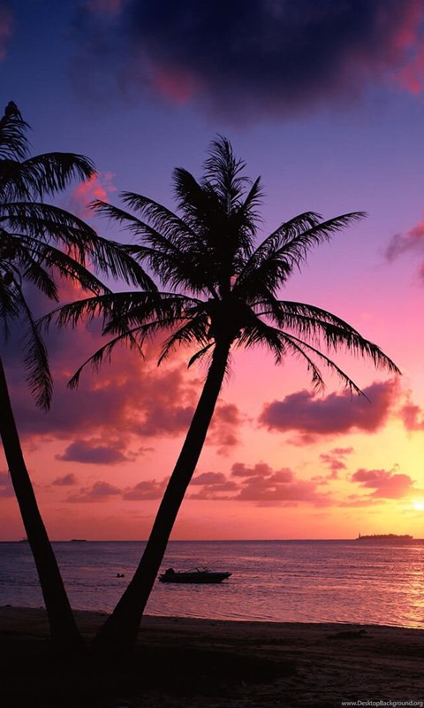 palmera fondos de escritorio,cielo,naturaleza,árbol,horizonte,palmera