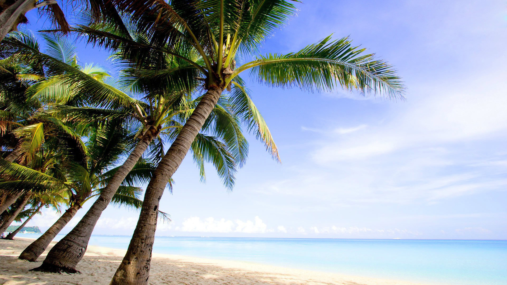 sfondo del desktop di palma,albero,natura,palma,cielo,caraibico