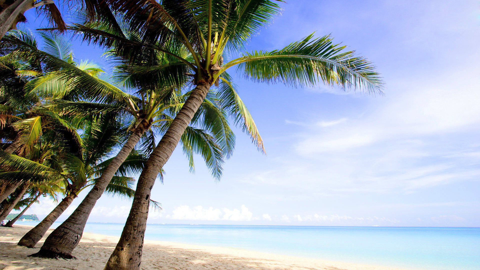 palm tree desktop wallpaper,tree,nature,tropics,palm tree,sky