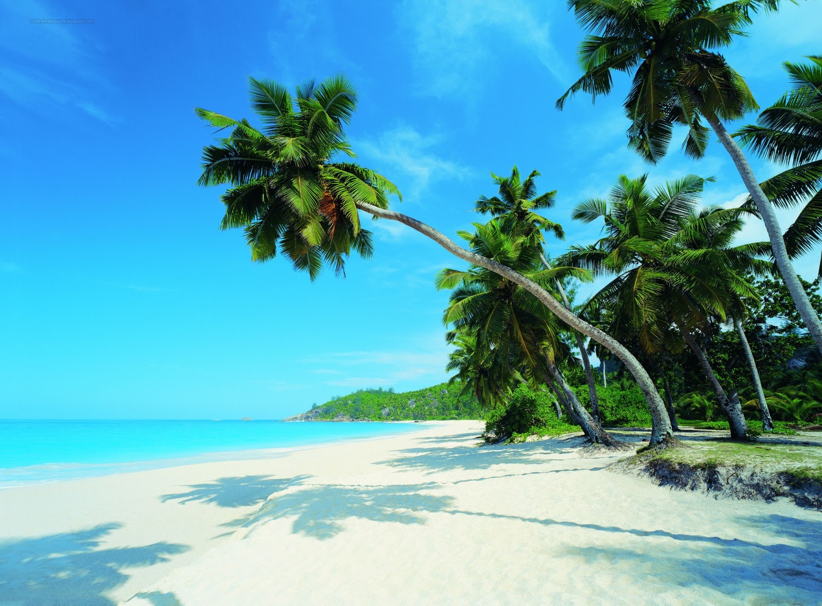 sfondo del desktop di palma,natura,paesaggio naturale,albero,caraibico,oceano