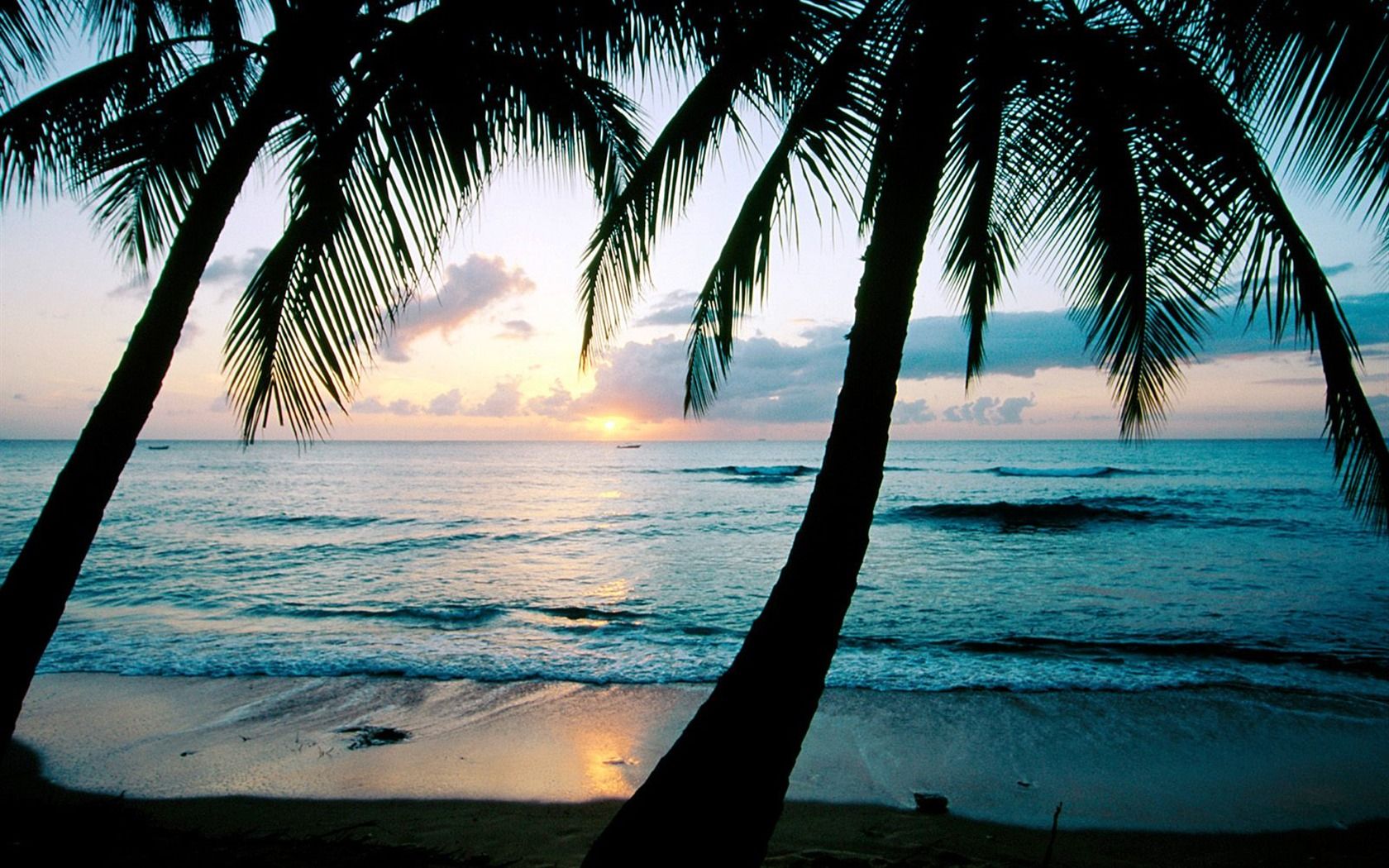 palm tree desktop wallpaper,tree,sky,nature,tropics,palm tree