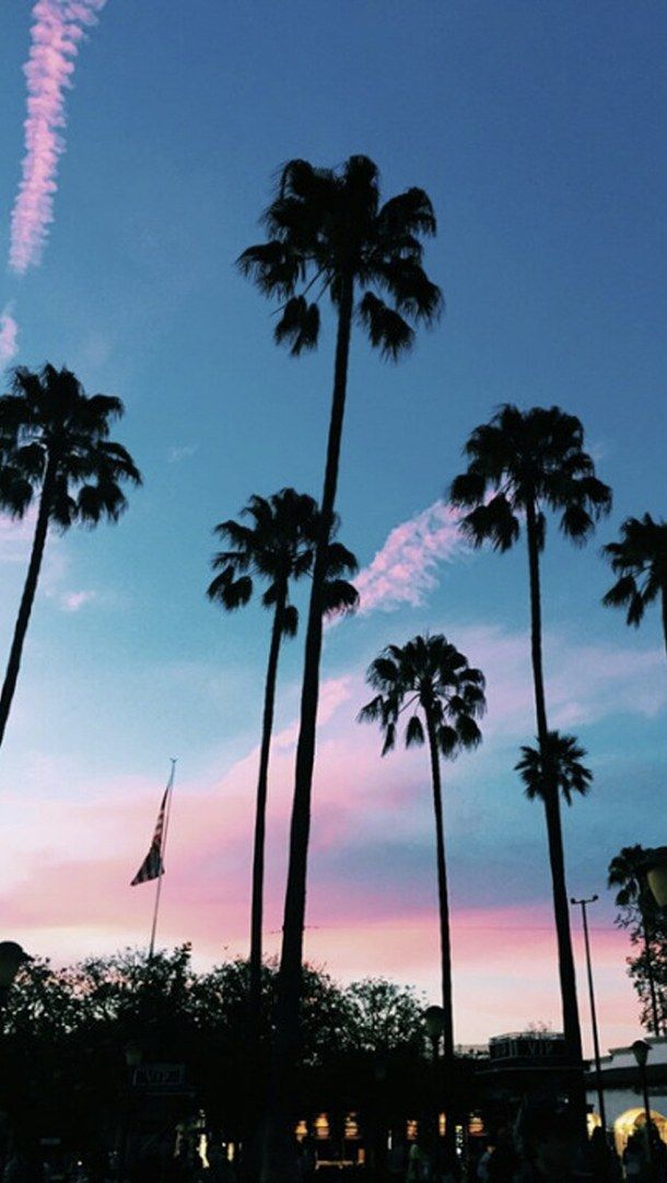 palme tapete tumblr,himmel,baum,natur,palme,wüstenpalme