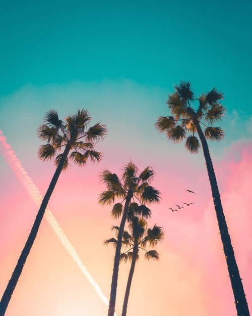 palm tree wallpaper tumblr,sky,tree,palm tree,desert palm,arecales