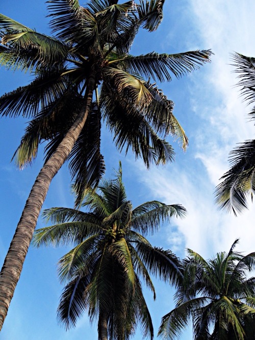 palm tree wallpaper tumblr,tree,palm tree,nature,elaeis,arecales