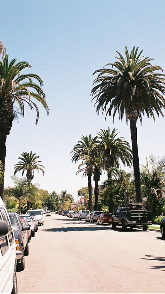 palmera fondos de pantalla tumblr,árbol,palmera,palmera datilera,planta leñosa,planta