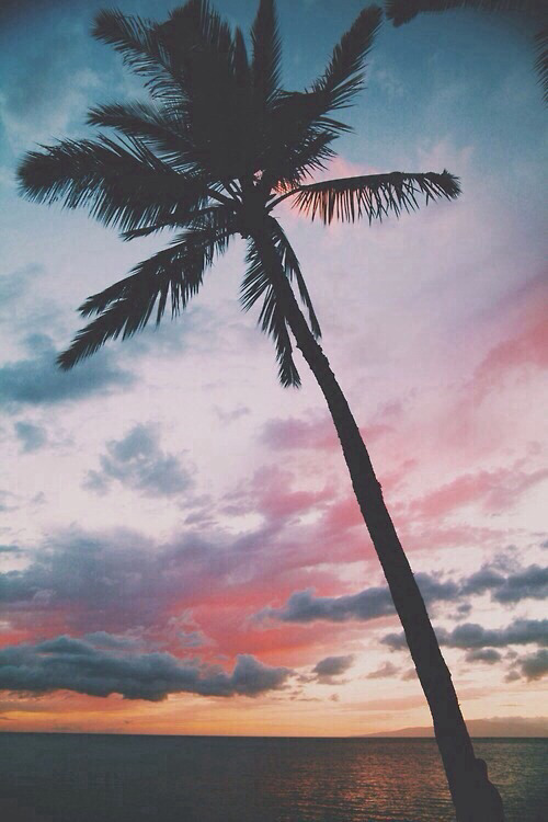 papier peint palmier tumblr,arbre,ciel,palmier,plante ligneuse,horizon