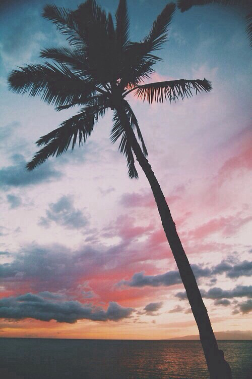 palm tree wallpaper tumblr,tree,sky,palm tree,arecales,tropics