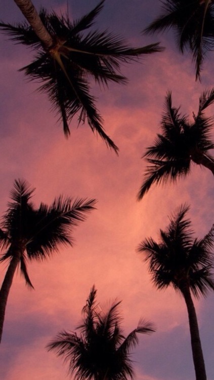 papier peint palmier tumblr,ciel,la nature,arbre,palmier,plante