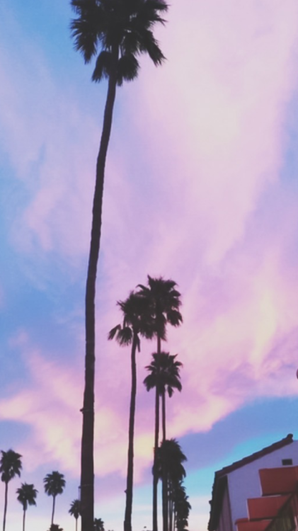 palmera fondos de pantalla tumblr,cielo,árbol,palmera,borassus flabellifer,palma del desierto