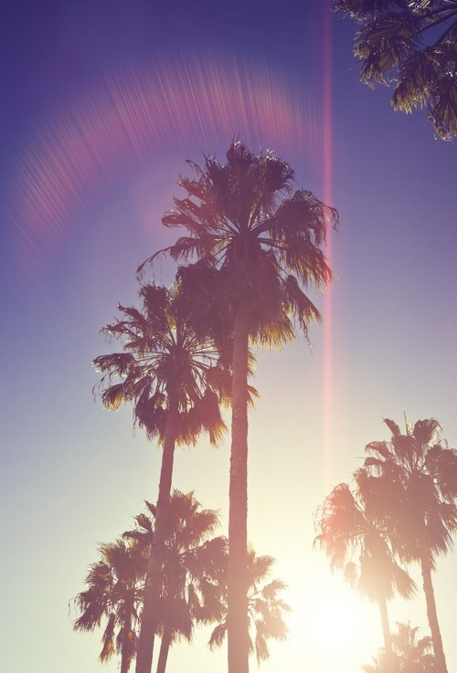 palm tree wallpaper tumblr,sky,desert palm,nature,tree,palm tree ...