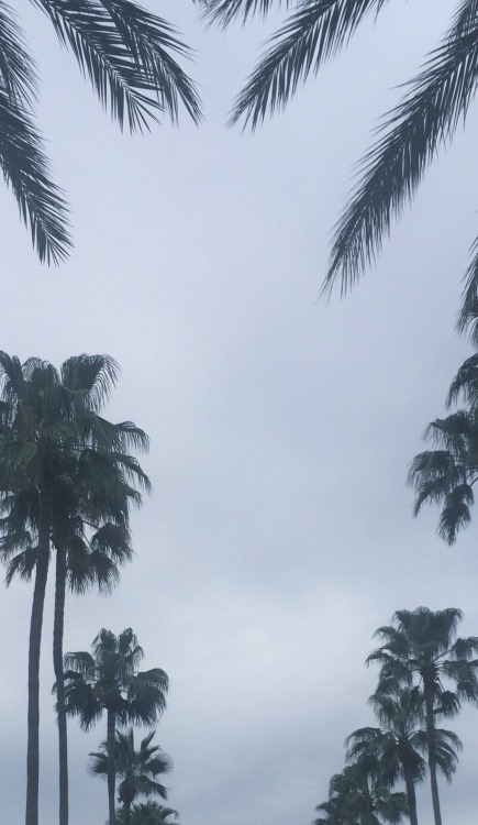 palm tree wallpaper tumblr,tree,nature,elaeis,palm tree,sky