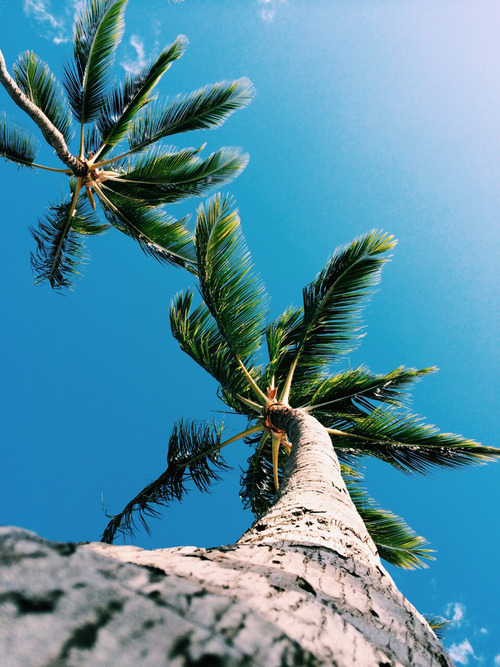 papier peint palmier tumblr,arbre,ciel,plante,plante ligneuse,feuille