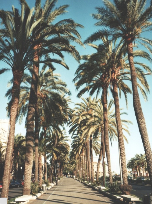 papier peint palmier tumblr,arbre,palmier du désert,palmier dattier,palmier,plante ligneuse