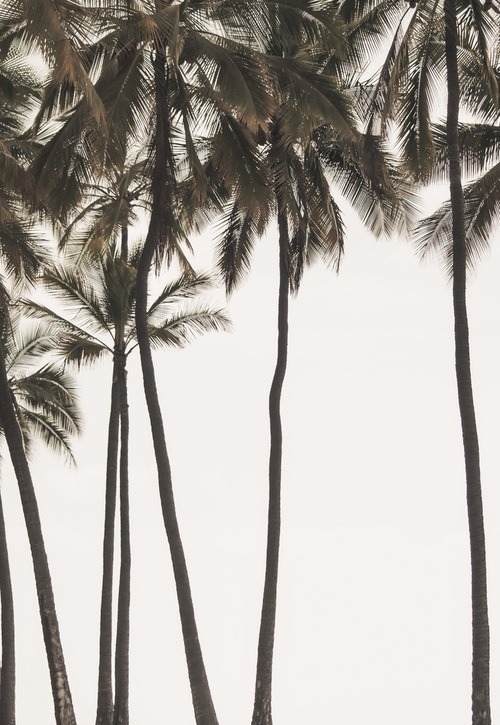 papier peint palmier tumblr,arbre,palmier,noir et blanc,plante ligneuse,plante