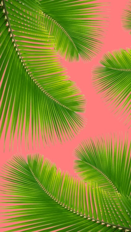 papier peint palmier tumblr,feuille,la nature,vert,arbre,plante