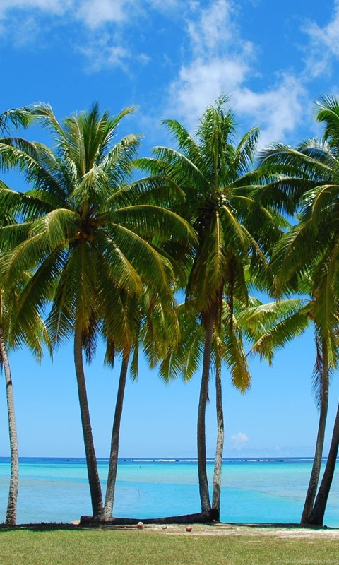 papier peint palmier tumblr,arbre,la nature,ciel,palmier,caraïbes