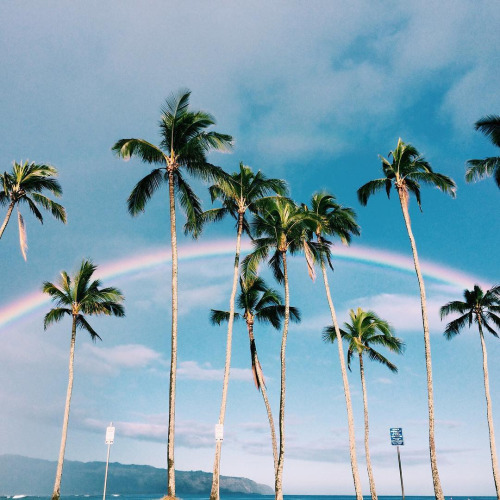 palm tree wallpaper tumblr,sky,tree,nature,palm tree,arecales