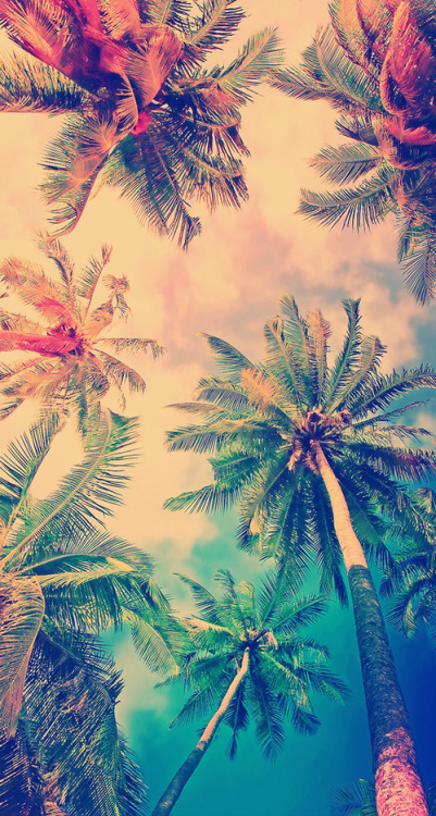 papier peint palmier tumblr,la nature,ciel,palmier,feuille,arbre